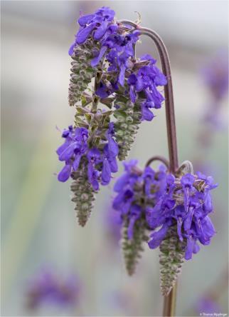 Salvia Nutans -Наведена салвия, Наведена какула (1160)